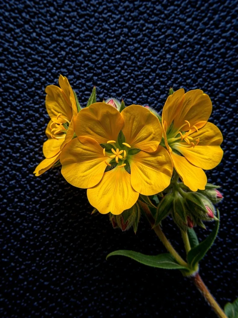 Evening Primrose